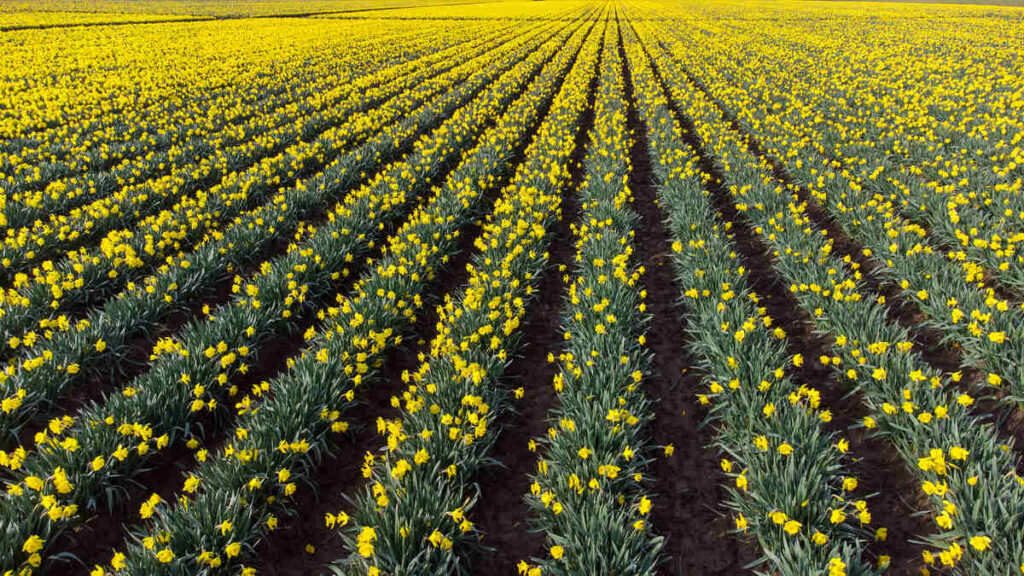 rows-of-yellow-daffodil-flowers-on-a-farm-in-washi-2022-06-14-02-04-18-utc
