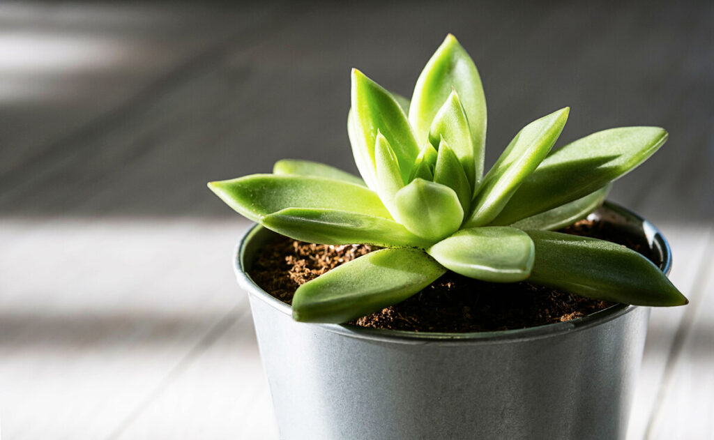 succulent-plant-in-pot-home-decorative-ideas-2021-10-18-17-45-39-utc