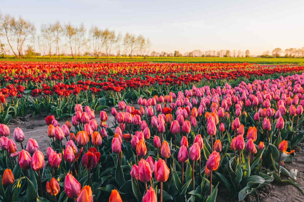 tulip-flowers-field-farm-in-spring-landscape-at-su-2023-05-24-23-17-27-utc